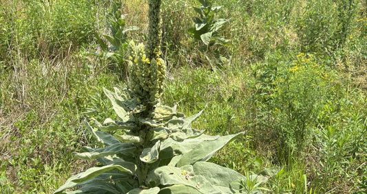 The Magic of Mullein: Why You Should Forage and Grow This Farm-Friendly Herb