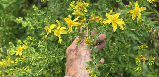 🌞 Saint John’s Wort: Sunshine in a Bottle (and on the Farm)