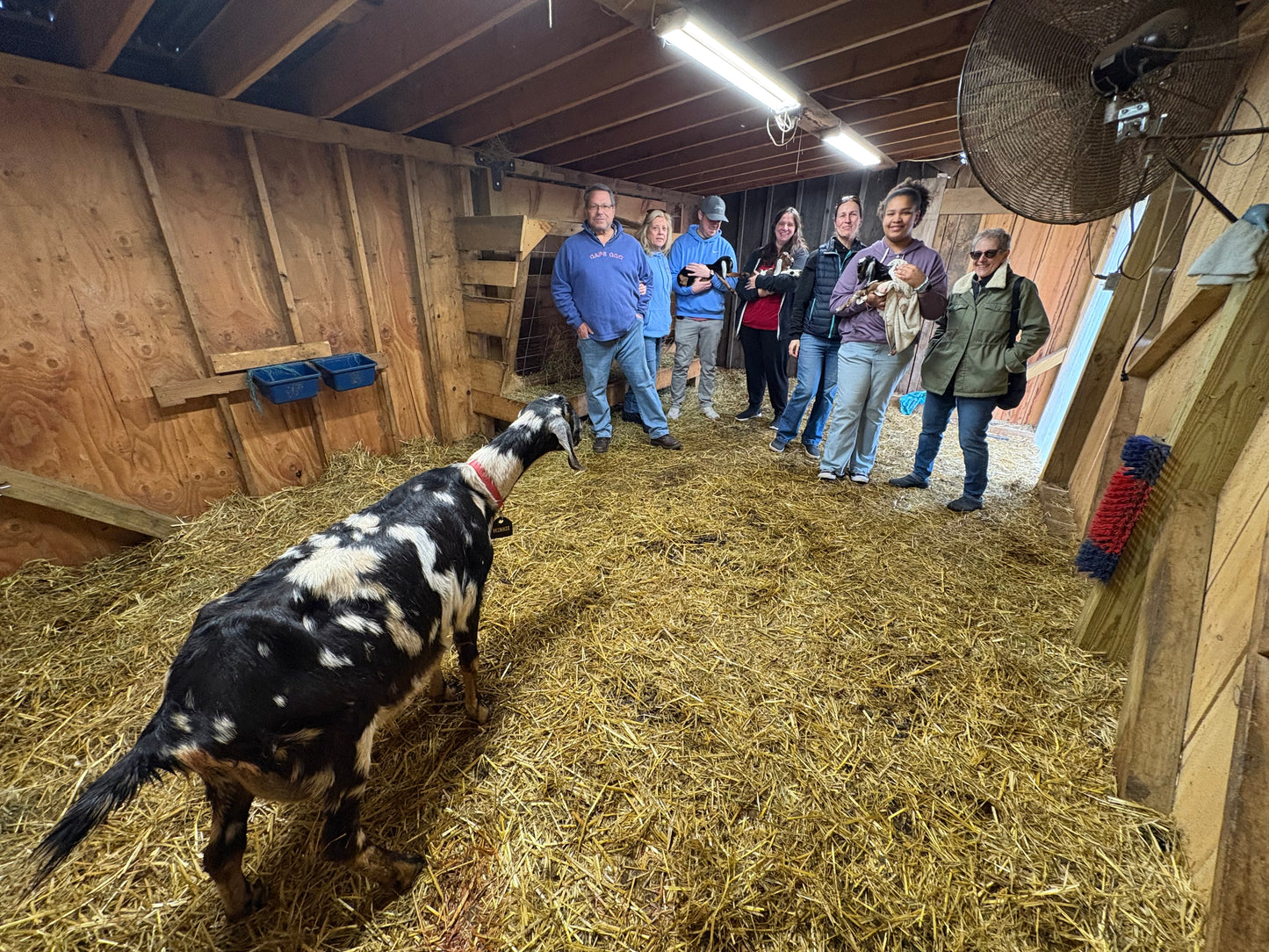 Farm Tour - Goat Education, Goat Cuddling & Milk a goat - 1.5 hr - The Hippie Farmer