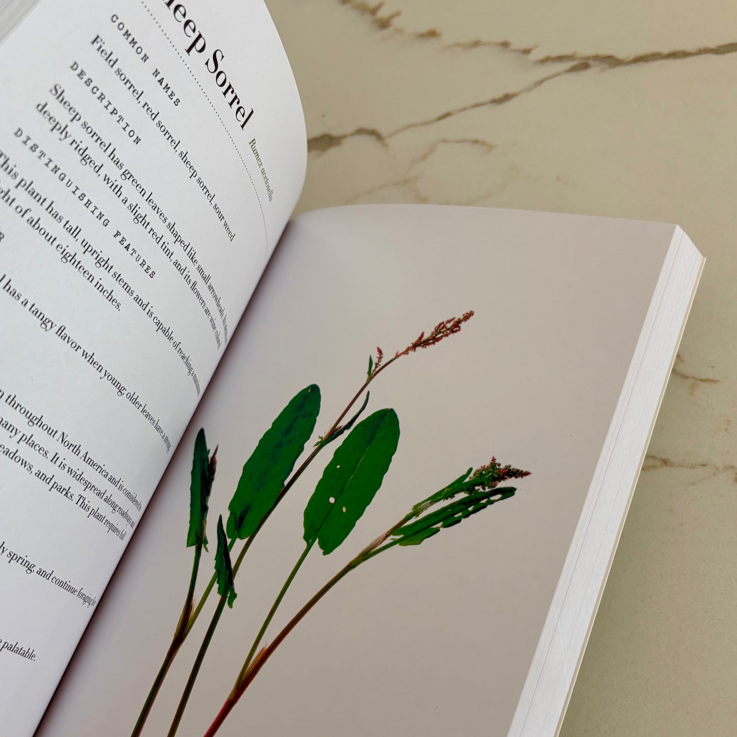 Edible Wild Plants for Beginners
