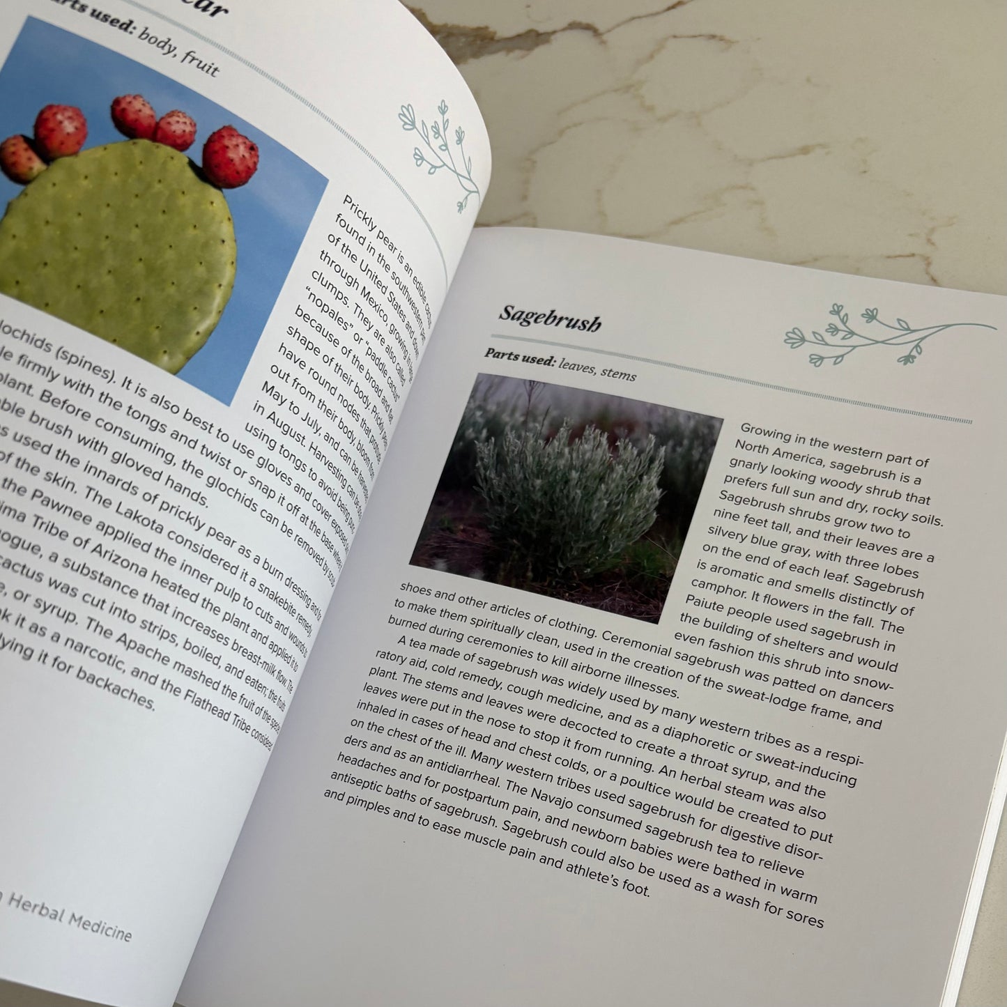 A Beginners Guide to Native American Herbal Medicine - 75 Natural Remedies for Wellness and Balance - by Angela Locklear Queen