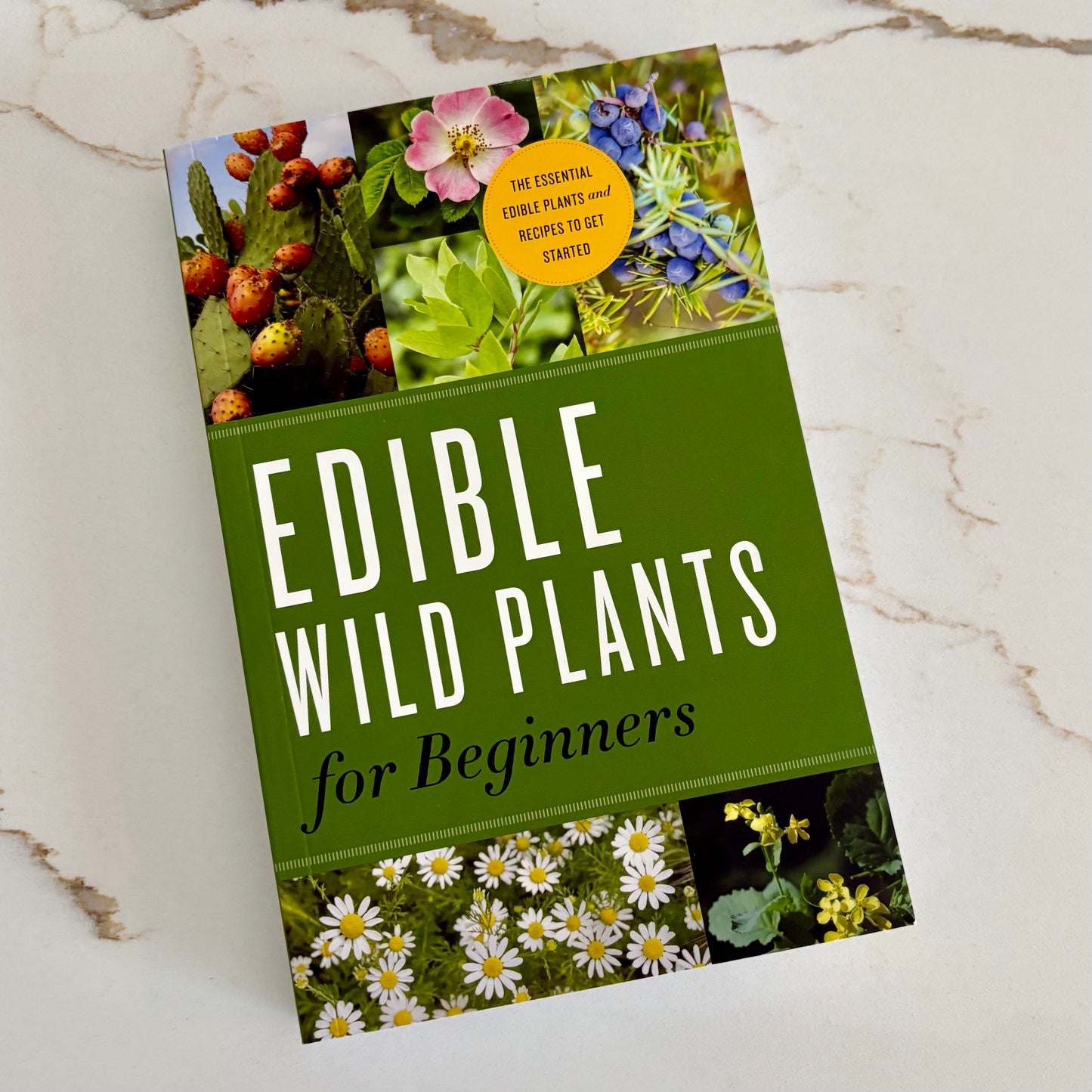 Edible Wild Plants for Beginners