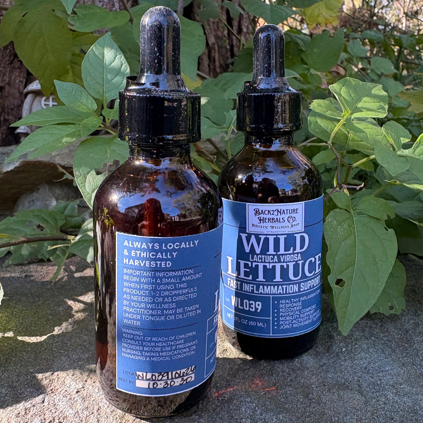 Back2Nature Wild Lettuce Tincture | 2 fl oz