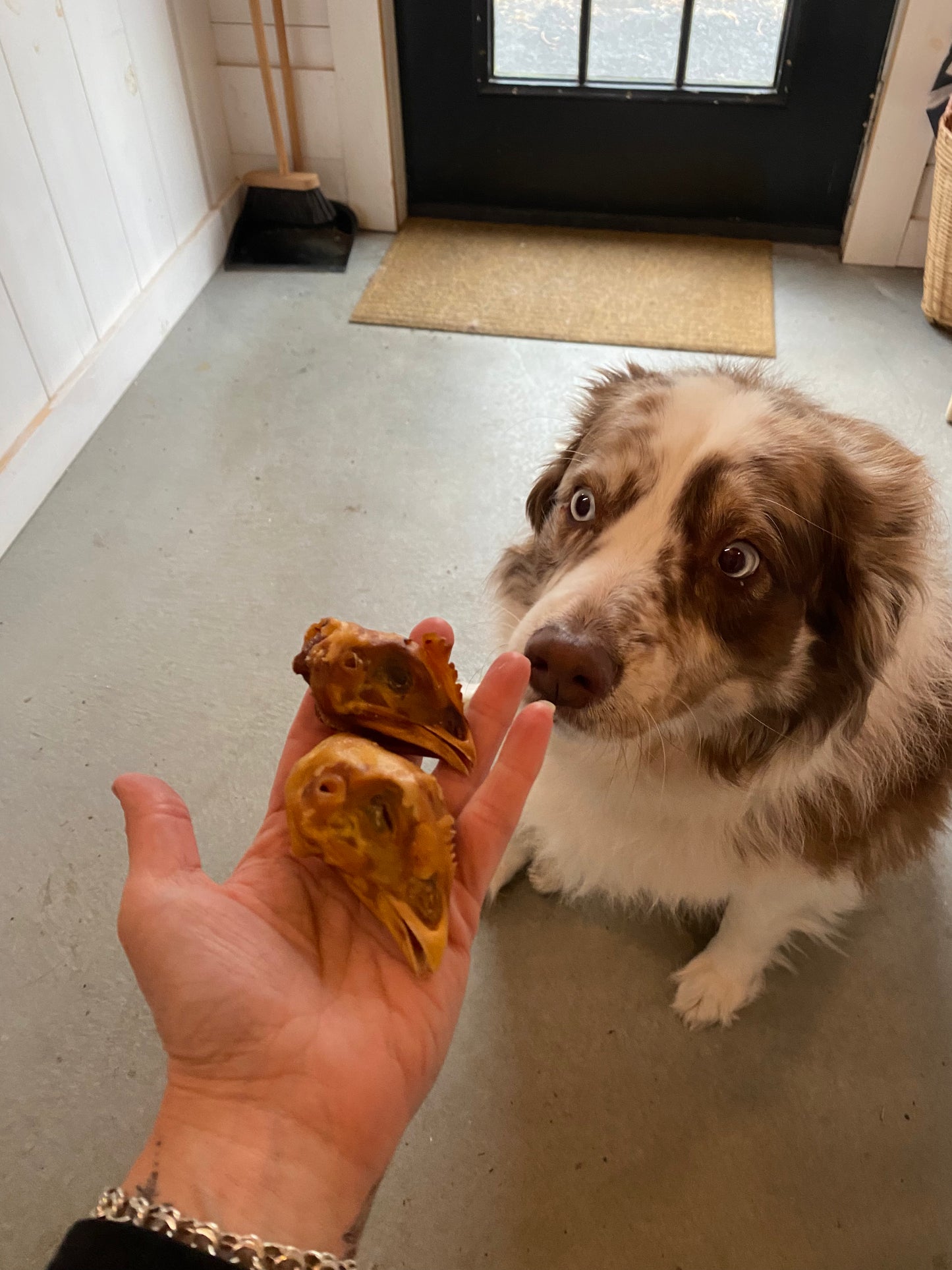Bulk Dehydrated Dog Chew Treats - Chicken Head, Chicken Neck, Duck Head, or Duck Feet - by Farm Hounds