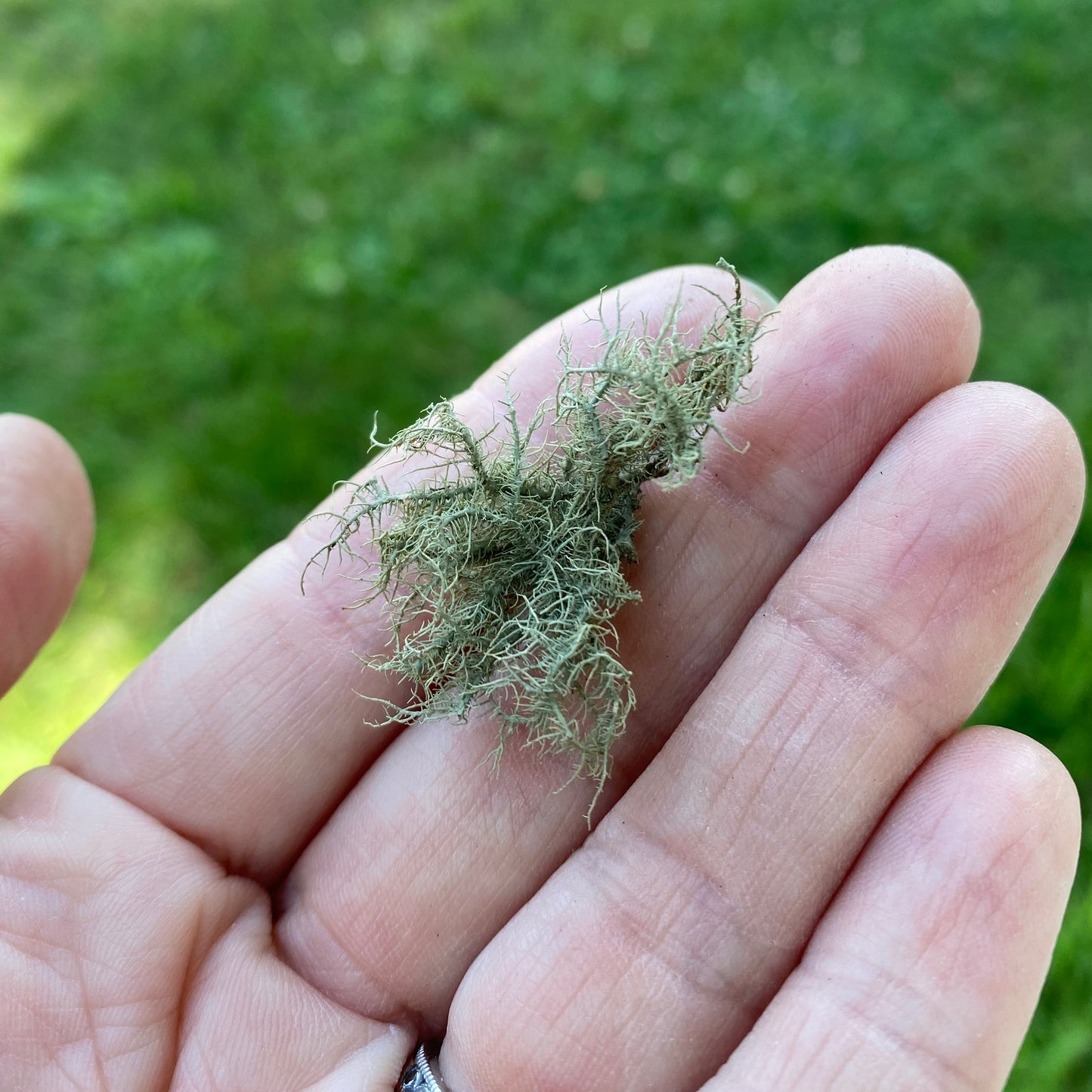 Usnea Wildcrafted Tincture - 2oz - The Hippie Farmer