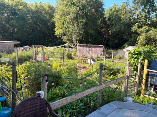 3 Things I Wish I Knew Before Starting a Homestead 🏡