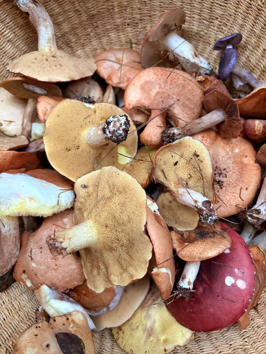 Fall Mushroom Foraging: You Never Know What the Woods Will Give You 🍄‍🟫