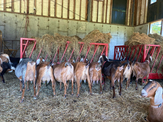 image of goats eating