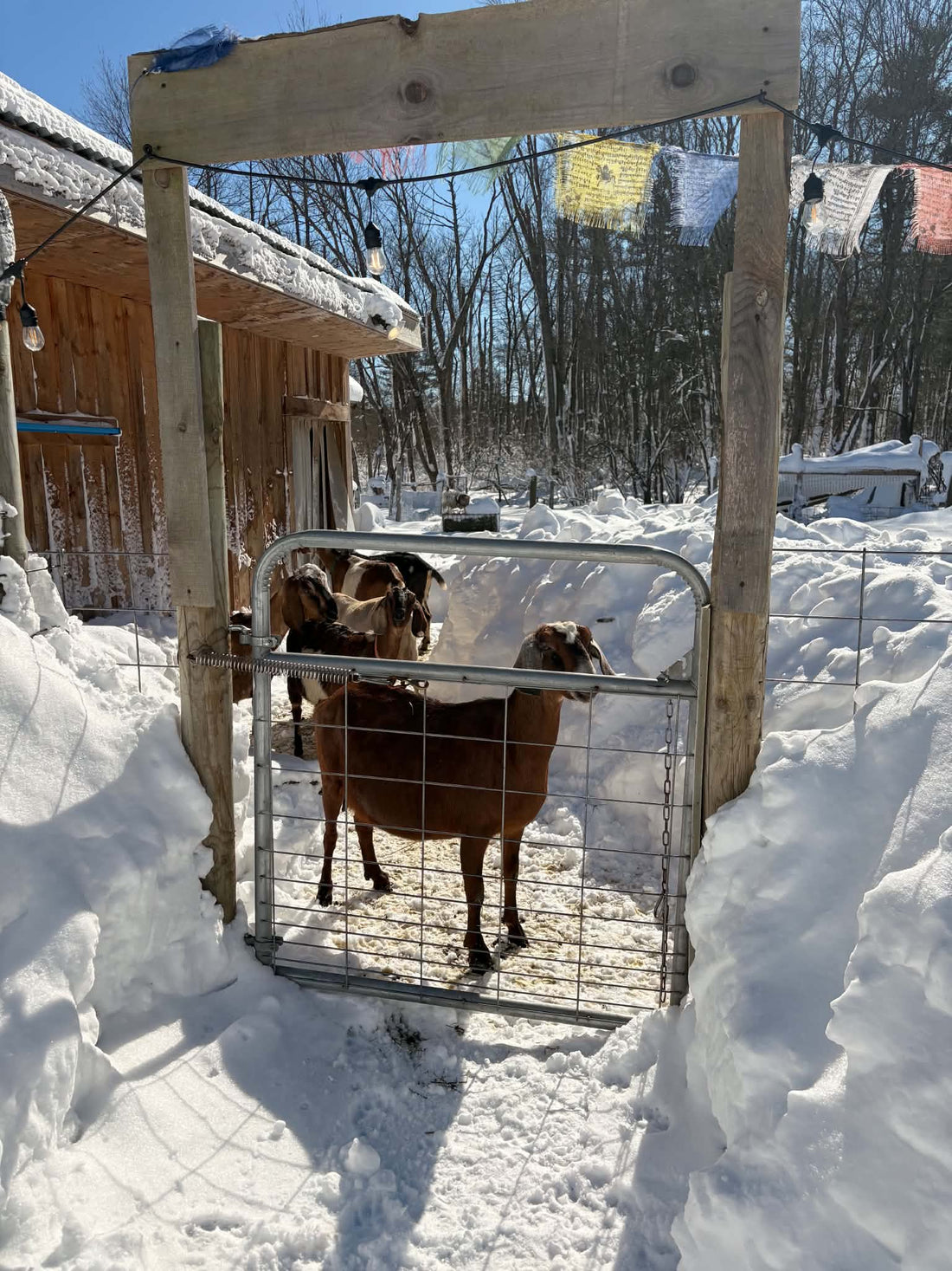 How to Prepare Your Homestead for Winter: A New England Fall Checklist 🪾