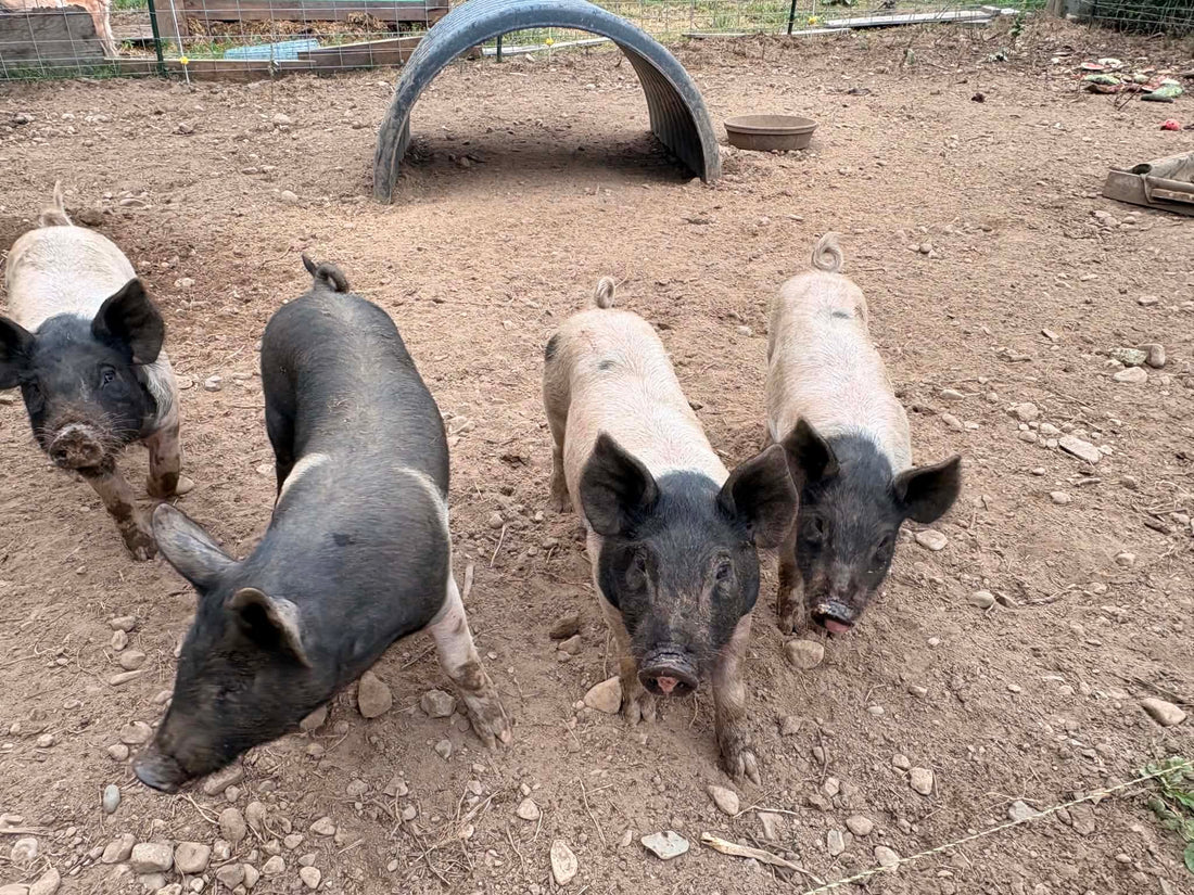 🐷 Homesteading with Pigs: Why They're One of the Most Valuable Animals on the Farm 🐖