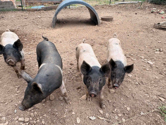 🐷 Homesteading with Pigs: Why They're One of the Most Valuable Animals on the Farm 🐖