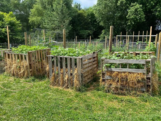 The Potato Harvest That Surprised Us 🥔