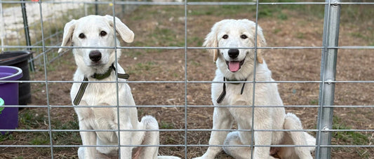 🐕Meet Autumn and Summer: Our New Guardians of the Farm 🐕