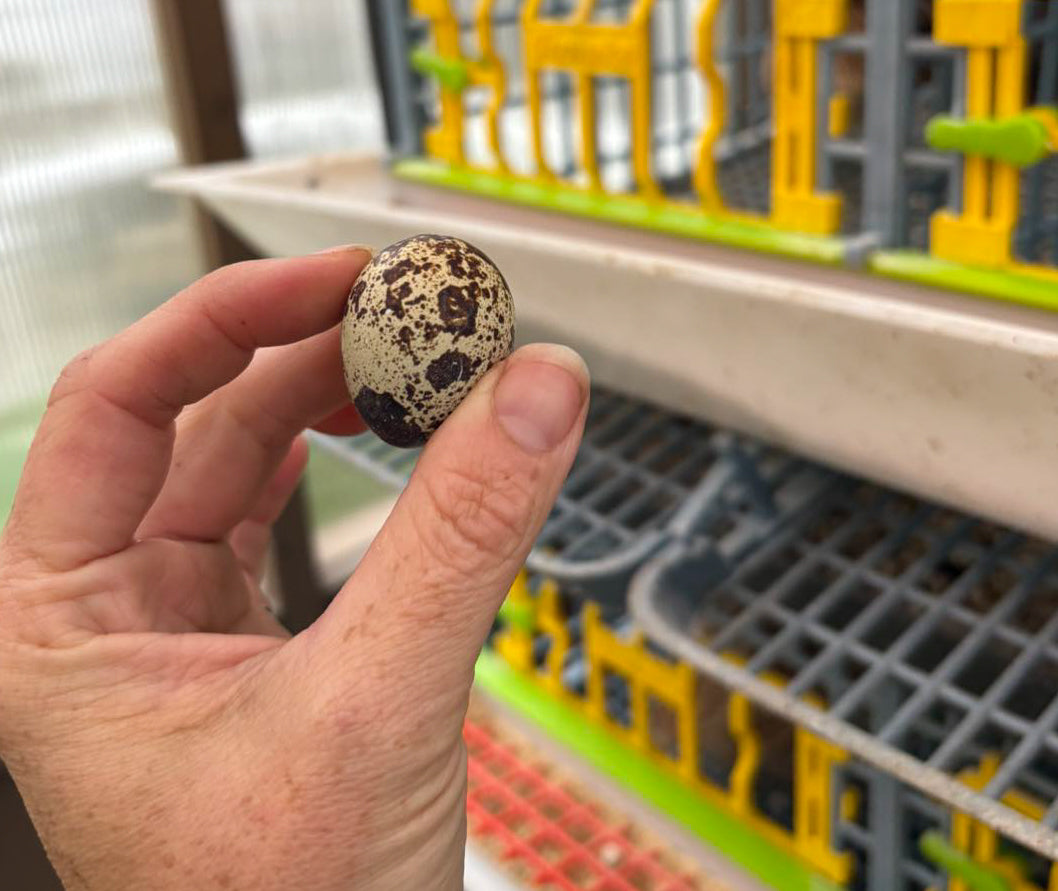 🍳The Quail on the Farm: Small Birds, Big Benefits