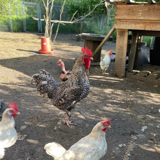 🐓The Rooster Dilemma: Nobody Talks About This Part of Homesteading