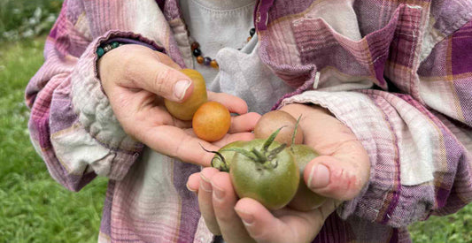 🍅 The Garden Tomato: Nature’s Candy