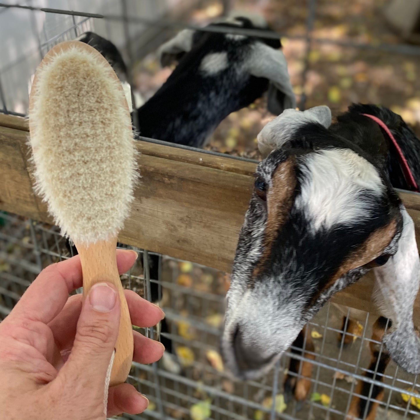 Baby Wooden Hairbrush - Walnut Wood & Goat Hair - Single brush or 3 Piece Set - by KeaBabies