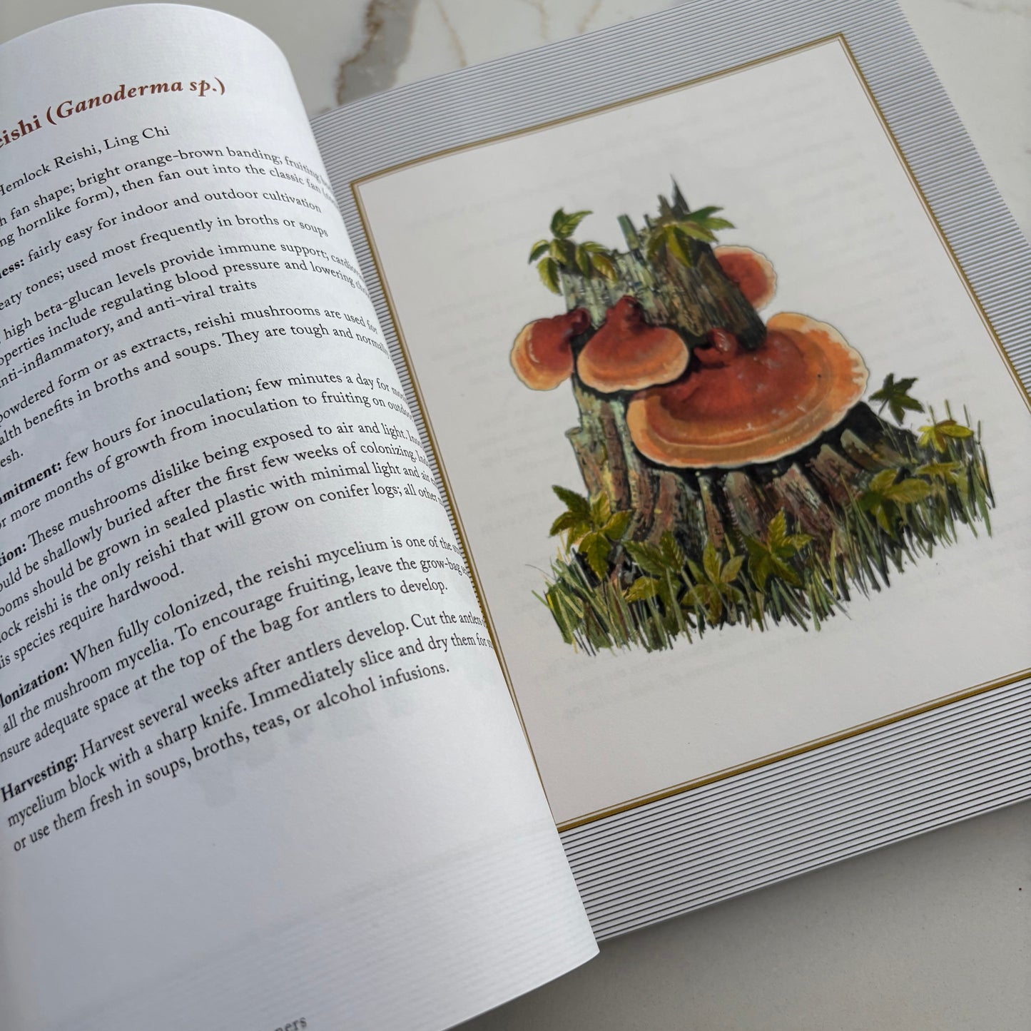 Growing Mushrooms for Beginners - A simple guide to cultivating mushrooms at home -Book by Sarah Dalziel-Kirchhevel