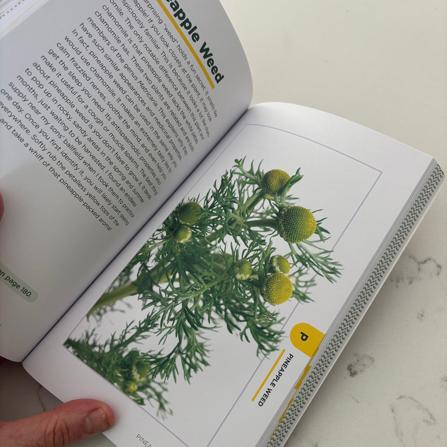 The Beginner’s Guide to Medicinal Plants - 50 Essential Wild Herbs to Identify, Harvest and Use - Book by Amber Robinson, PhD