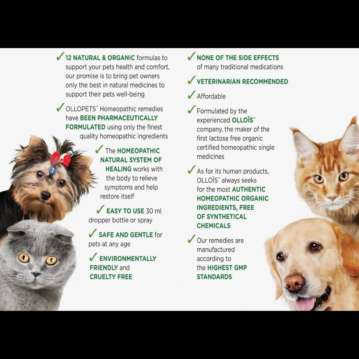 Dental Spray - Homeopathic Remedies for Pets by Ollopets