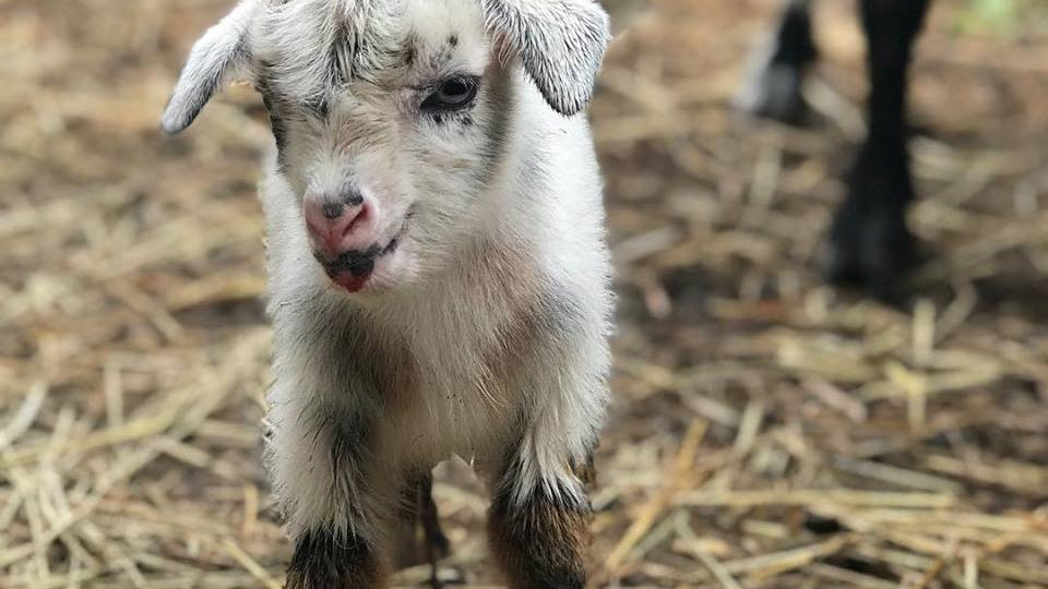 Goat Milk Lotion - Unscented or Lavender - 8oz Pump Bottle - The Hippie Farmer