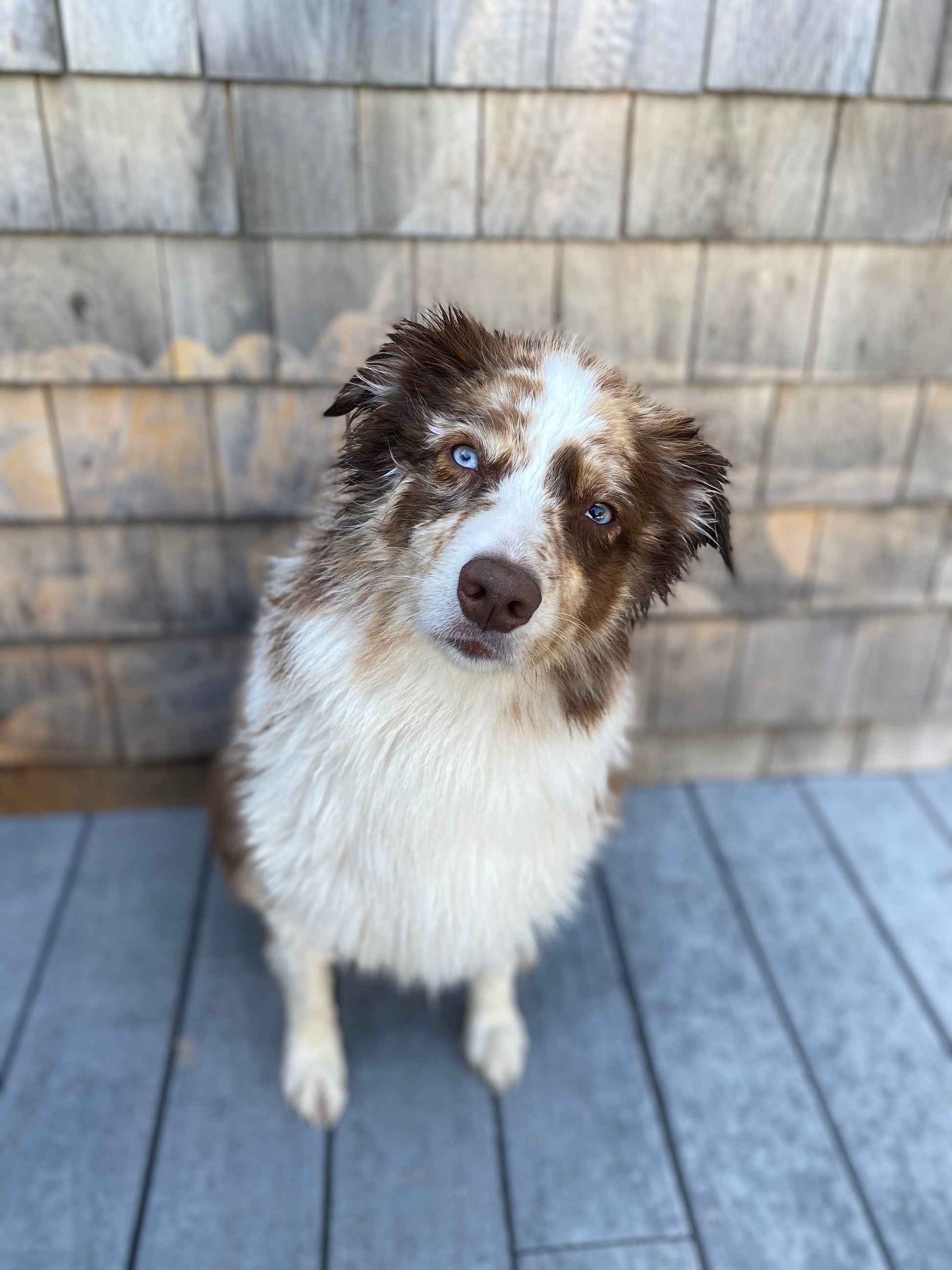 Dog Shampoo Bar - Dog Safe Essential Oil Scented - 4oz - The Hippie Farmer