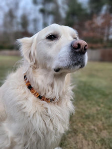 Amber Pet Collar - Dog & Cat - Natural Flea and Tick Protection - 12”, 16” or 24”