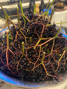 Elderberry Tincture or Glycerite - Homegrown on Our Farm - 2oz - LIMITED SEASONAL BATCH - The Hippie Farmer